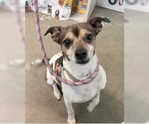 Rat Terrier-Unknown Mix Dogs for adoption in Oakhurst, NJ, USA