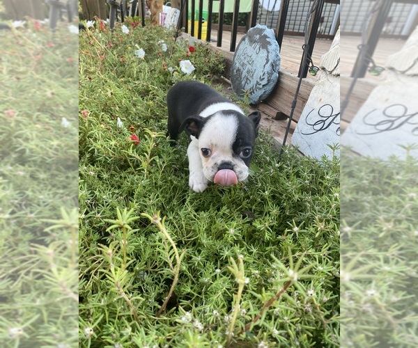 Medium Photo #8 Boston Terrier Puppy For Sale in FREDONIA, KS, USA