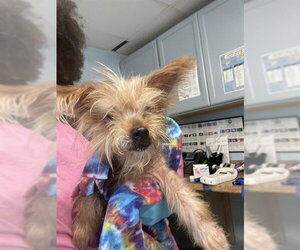 Mutt Dogs for adoption in Tallahassee, FL, USA