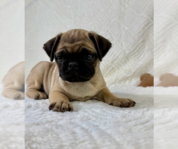 Medium Photo #2 Pug Puppy For Sale in GREENFIELD, IN, USA