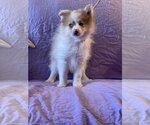 Small Photo #3 Pomeranian-Unknown Mix Puppy For Sale in HOPKINSVILLE/PRINCETON, KY, NH, USA