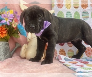 Cane Corso Puppy for sale in LANCASTER, PA, USA