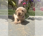 Small #1 Labrador Retriever