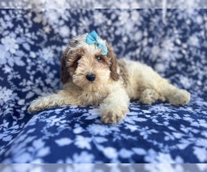 Cavapoo Puppy for sale in LAKELAND, FL, USA