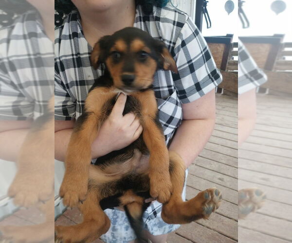 Medium Photo #3 German Shepherd Dog-Unknown Mix Puppy For Sale in Aurora, IN, USA