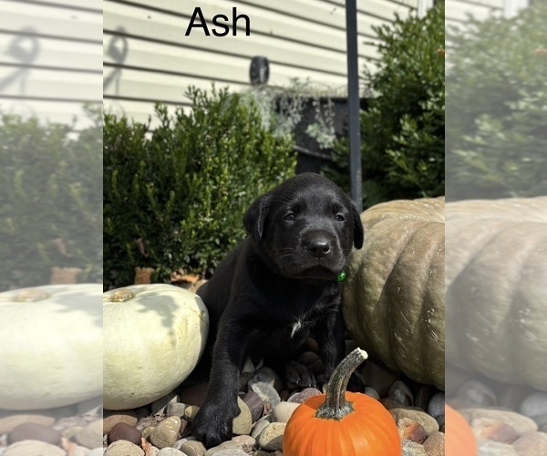 Medium Photo #2 Labrador Retriever Puppy For Sale in FREDERICKSBG, OH, USA