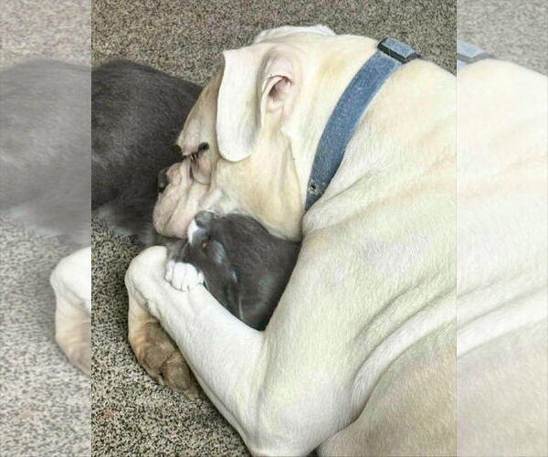 Medium Photo #4 Boxer Puppy For Sale in Dumont, NJ, USA