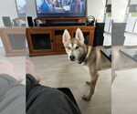 Small #1 German Shepherd Dog-Huskies  Mix