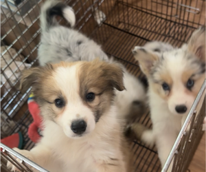 Border Collie Litter for sale in MOSS POINT, MS, USA