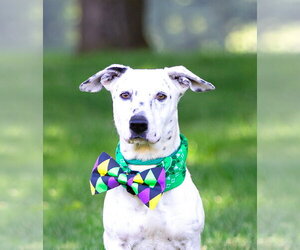Mutt Dogs for adoption in Unionville, PA, USA