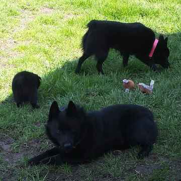 Medium Photo #1 Schipperke Puppy For Sale in GRIFFITH, IN, USA