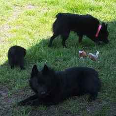 Father of the Schipperke puppies born on 03/02/2017
