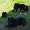 Small Photo #1 Schipperke Puppy For Sale in GRIFFITH, IN, USA