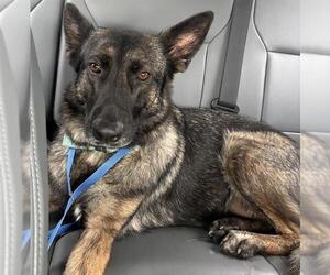 German Shepherd Dog-Unknown Mix Dogs for adoption in Grand Prairie, TX, USA