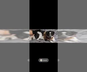 Mutt Dogs for adoption in San Antonio, TX, USA