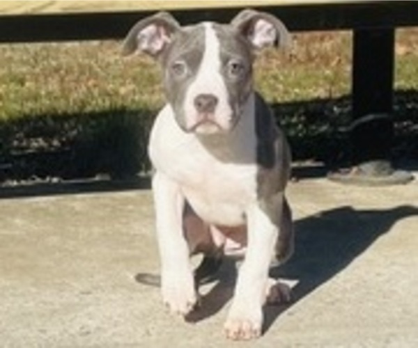 Medium Photo #27 American Pit Bull Terrier Puppy For Sale in TRENTON, NJ, USA