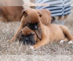 Small Boxer
