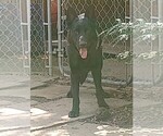 Small Photo #1 German Shepherd Dog Puppy For Sale in GALION, OH, USA