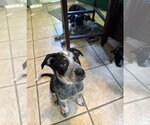 Small Mutt