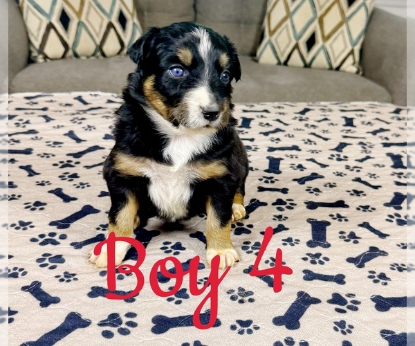 Medium Photo #36 Australian Shepherd Puppy For Sale in SALISBURY, NC, USA