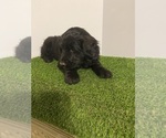 Puppy Eddie English Cream Golden Retriever-Poodle (Standard) Mix