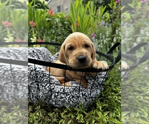 Golden Labrador Puppy for sale in HARRISONBURG, VA, USA