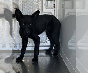 Border Collie-Unknown Mix Dogs for adoption in Stockton, CA, USA