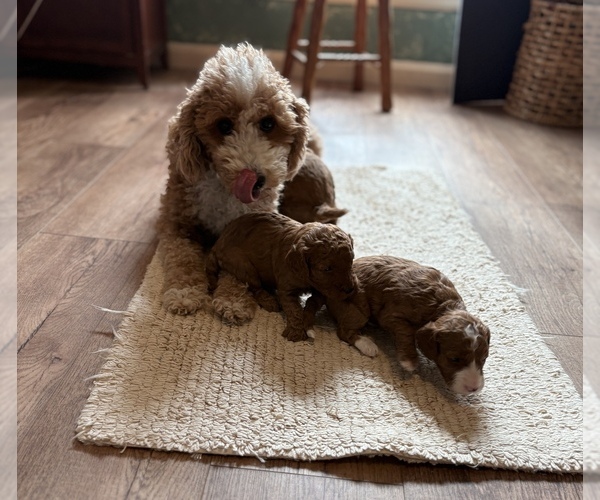 Medium Photo #7 Goldendoodle (Miniature) Puppy For Sale in SAINT MARYS, KS, USA