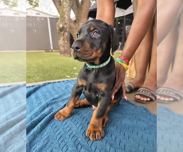 Medium Photo #9 Doberman Pinscher Puppy For Sale in MIAMI, FL, USA