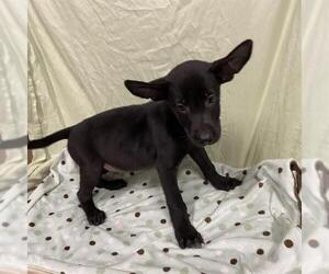 Medium German Shepherd Dog Mix