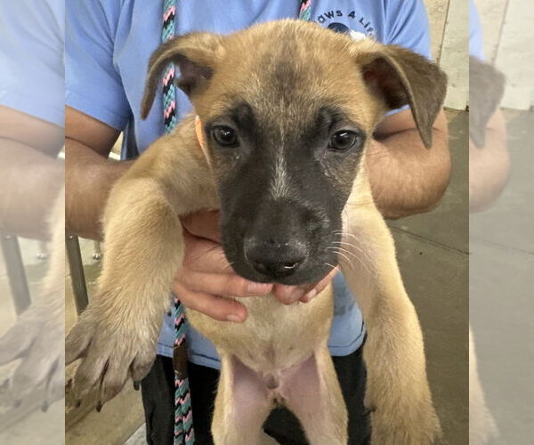Medium Photo #2 German Shepherd Dog-Unknown Mix Puppy For Sale in Lakewood, CO, USA