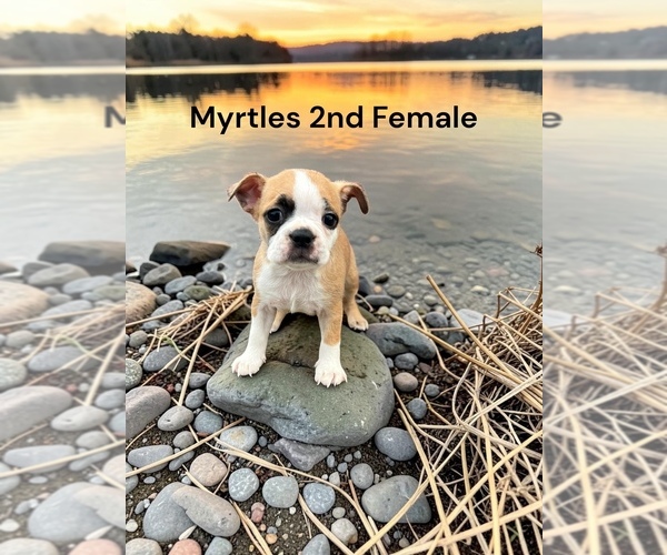 Medium Photo #1 Boston Terrier Puppy For Sale in EWING, KY, USA