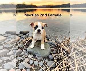 Boston Terrier Puppy for sale in EWING, KY, USA