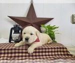 Small Photo #4 English Cream Golden Retriever Puppy For Sale in GUTHRIE, KY, USA