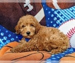 Small Photo #4 Goldendoodle (Miniature) Puppy For Sale in RISING SUN, MD, USA