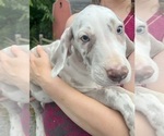 Small Photo #48 Great Dane Puppy For Sale in SPRAGGS, PA, USA