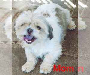 Mother of the Shih Tzu puppies born on 09/10/2020