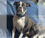 Small Photo #1 American Bulldog Puppy For Sale in HUDSON, NY, USA