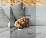 Small #5 Poodle (Toy)