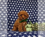 Small Photo #1 Poodle (Toy) Puppy For Sale in PARADISE, PA, USA