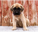 Small Photo #47 Mastiff Puppy For Sale in WAKARUSA, IN, USA