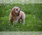 Small #17 Cocker Spaniel