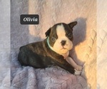 Small Photo #7 Boston Terrier Puppy For Sale in POMEROY, OH, USA