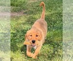 Puppy Miss Lavender Golden Retriever