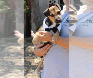 Norfolk Terrier-Unknown Mix Dogs for adoption in Bandera, TX, USA