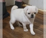 Small #16 Pug