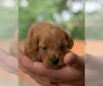 Small Photo #3 Goldendoodle (Miniature) Puppy For Sale in SPRING, TX, USA