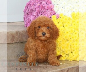 Cavapoo Puppy for sale in NOTTINGHAM, PA, USA