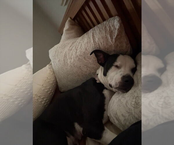 Medium Photo #4 Boxer-Unknown Mix Puppy For Sale in Lakewood, CO, USA