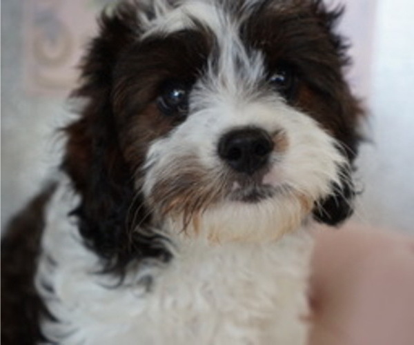 Medium Photo #1 Cavapoo Puppy For Sale in STUART, FL, USA